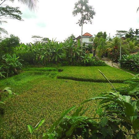 Mandala Hostel Ubud Zewnętrze zdjęcie